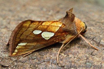 Gold Spot